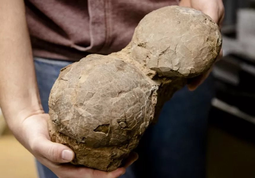 An X-ray examination of a 150 million-year-old fossil egg discovered in Utah has revealed the outlines of what probably is the oldest dinosaur embryo ever found