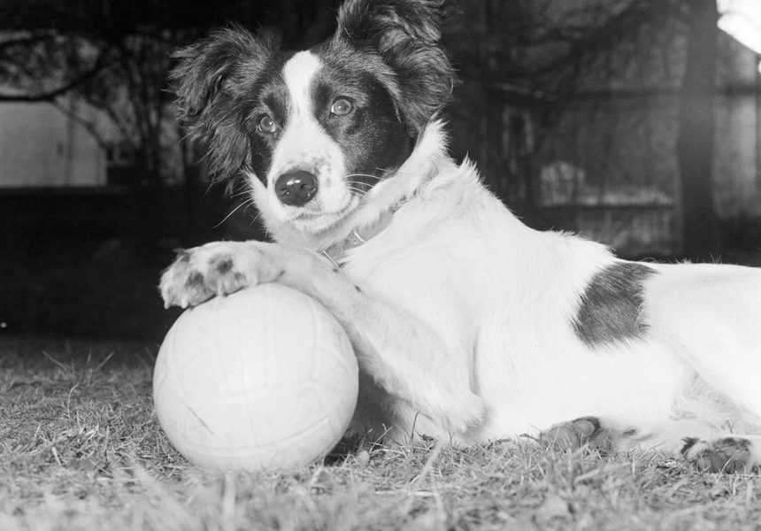 The stolen football world cup was found in south London by a dog called Pickles, whilst it was out for a walk with its owner.