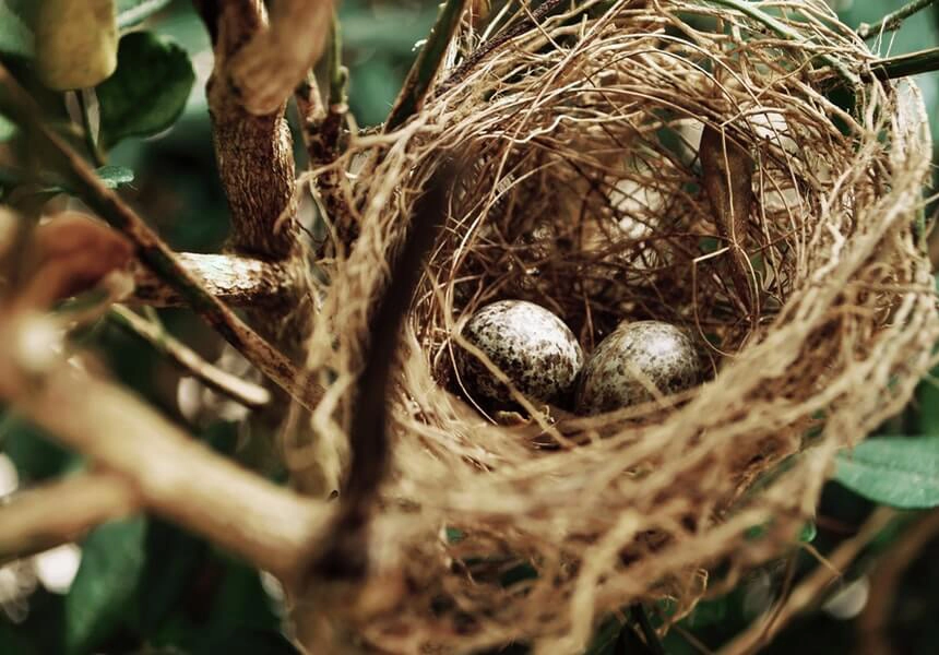 A DNA data base for birds was launched, to deter thieves from stealing valuable eggs.