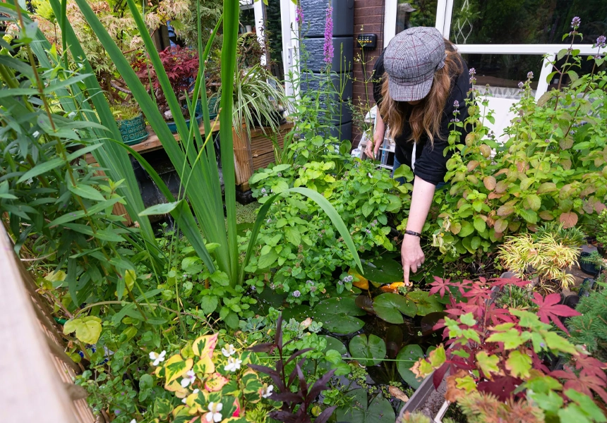 The RSPB told householders to stop weeding and let the garden grow messy, in its biggest ever campaign to save wildlife by building “homes for nature”.