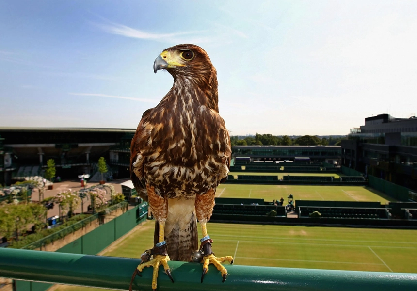 Rufus, the hawk that patrolled Wimbledon's tennis courts to frighten away pigeons, was stolen from a car parked outside his owner's home. Three days later he was returned, to a national animal charity in London.