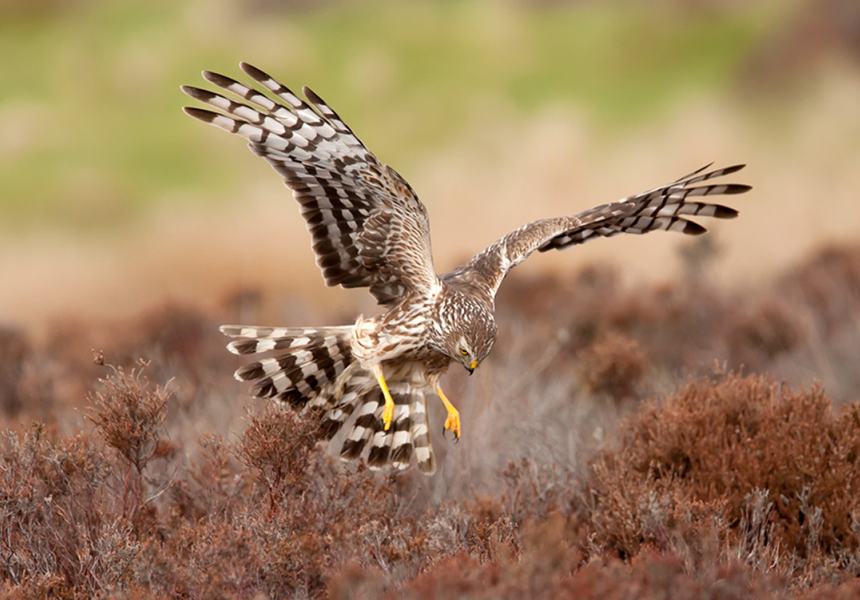 History was made when for the first time in 127 years hen harriers were raised in Derbyshire, 1500 feet above the Goyt Valley near Buxton.