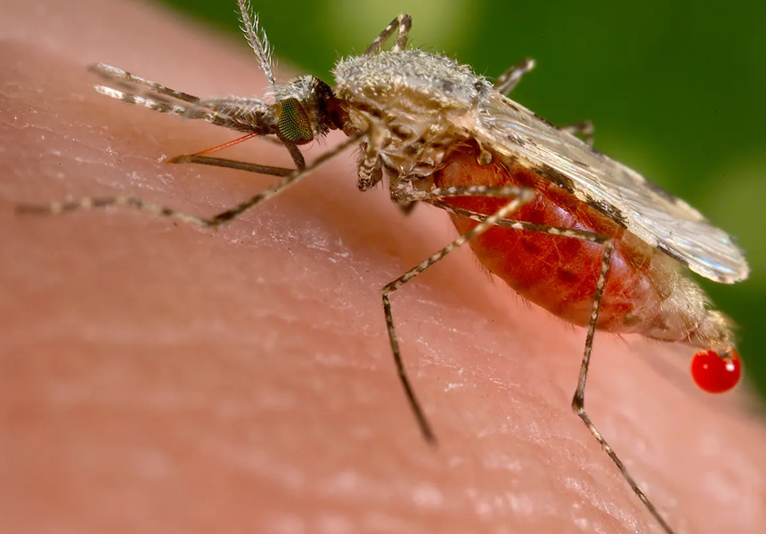 A patent was filed by two British scientists to use genetically engineered mosquitoes to immunize their victims against malaria by transferring a protein in their saliva.