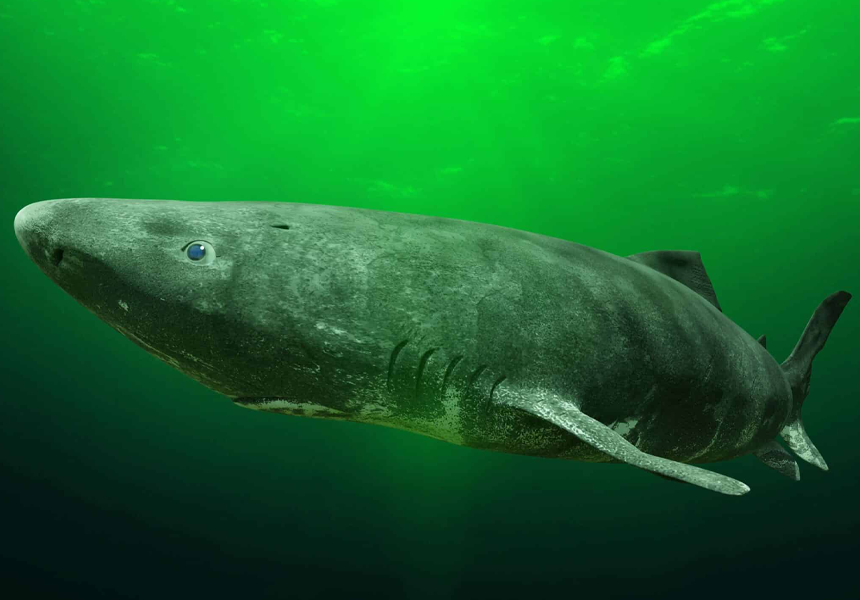 Scientists discovered the oldest living Greenland Shark, with an estimated age of 392 years old. The international team of scientists declared the shark the longest-living vertebrate in the world.