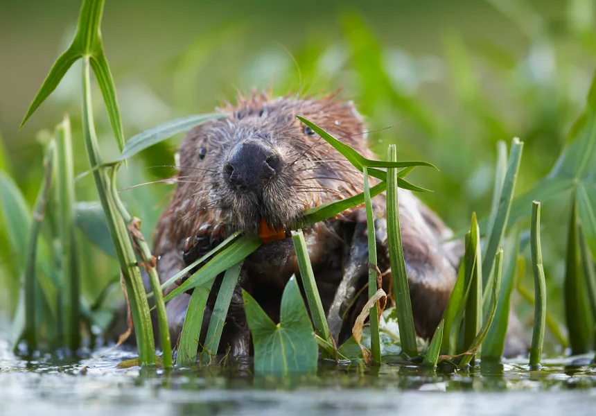 Wild beavers are reintroduced to Ealing, London, from Scotland after being absent from the city for 400 years.