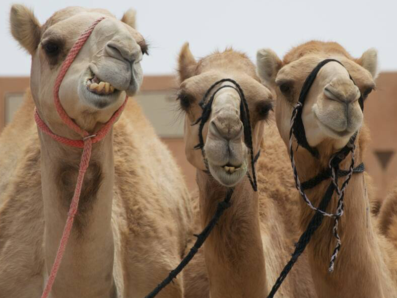 More than 40 camels are disqualified from the King Abdulaziz Camel Festival beauty contest after Botox injections and other cosmetic enhancements are discovered.